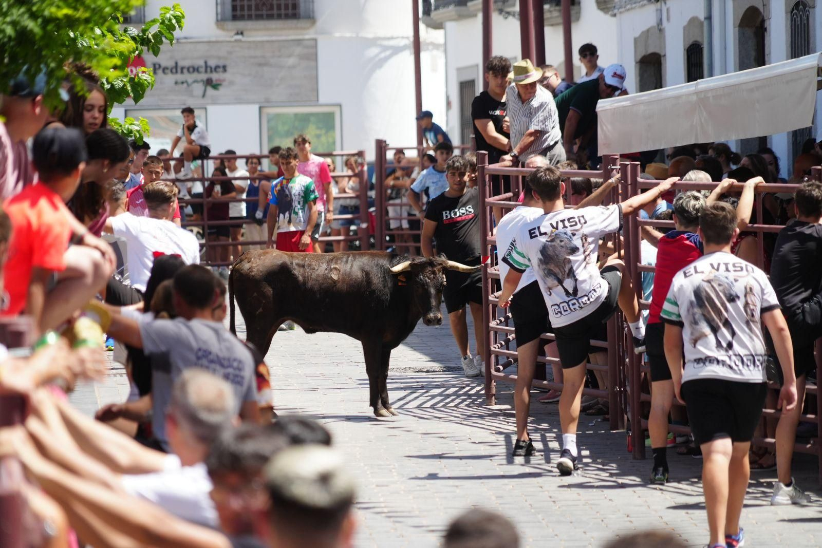 Las mejores imágenes de la suelta de vaquillas en la Feria de Alcaracejos