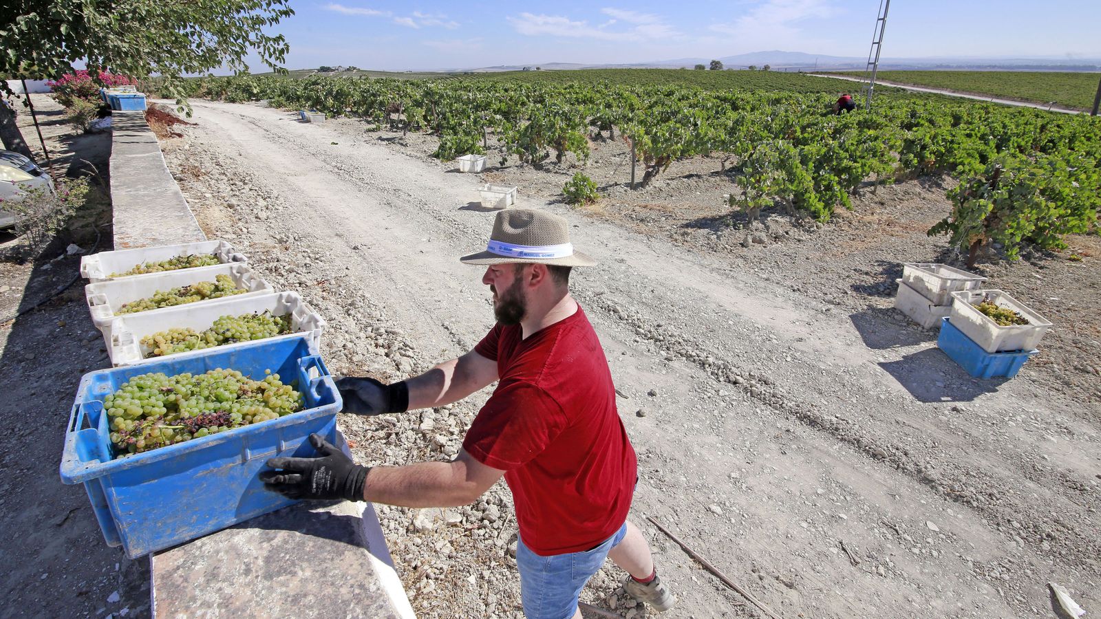 Vendimia y pisa de la uva tradicional en Viña El Corregidor de Bodegas Luis Pérez