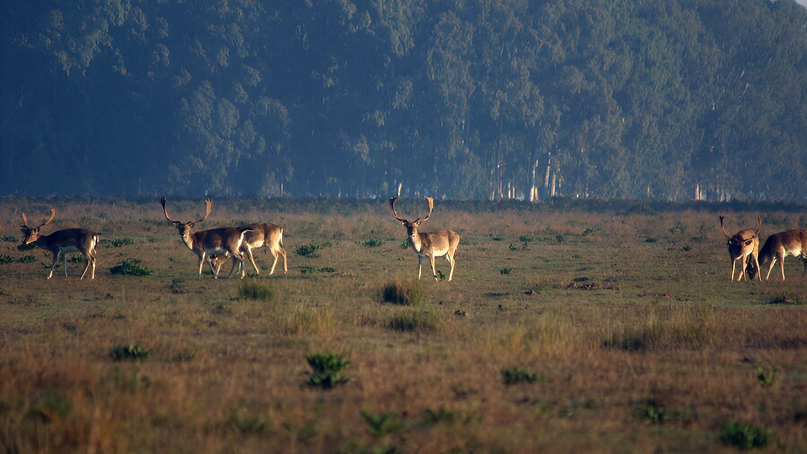 Parque Nacional de Doñana