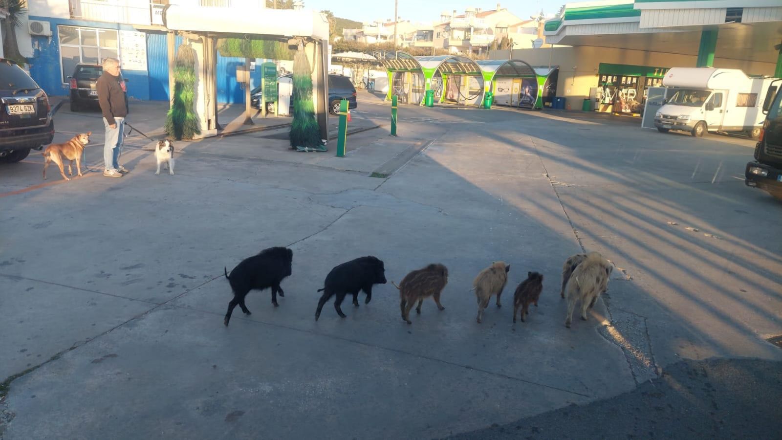 Un grupo de jabalíes en una gasolinera de Mijas.