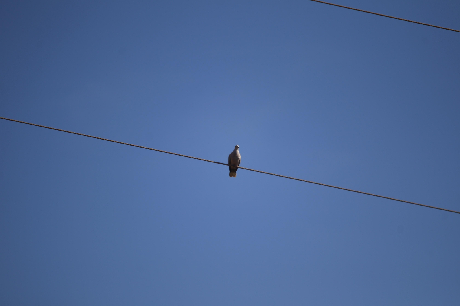 Imágenes de la XIII Carrera de los Espartanos del Alquián 2024