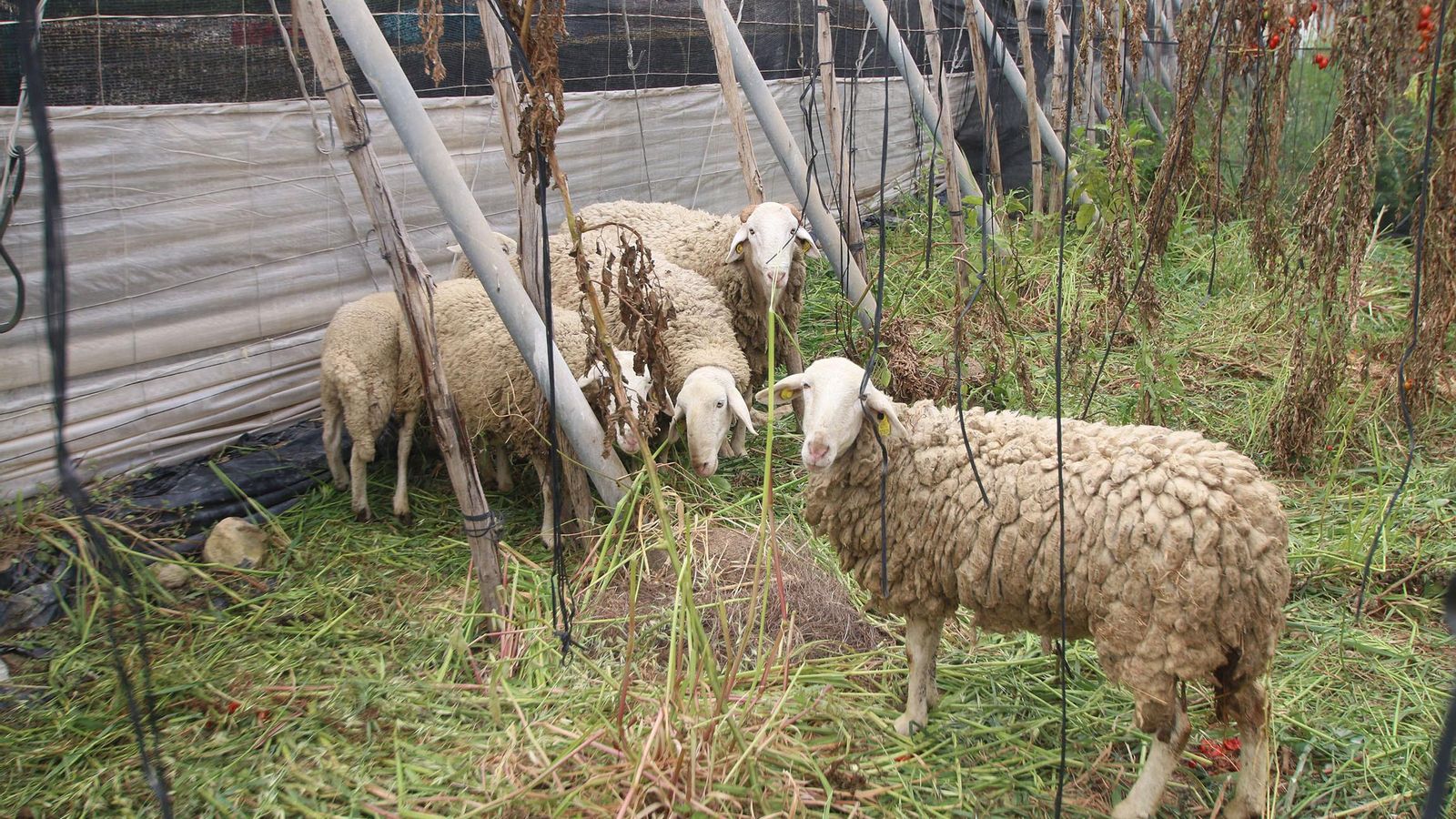 Las ovejas de Rincón ya han comenzado a pastar en una parte de la finca.