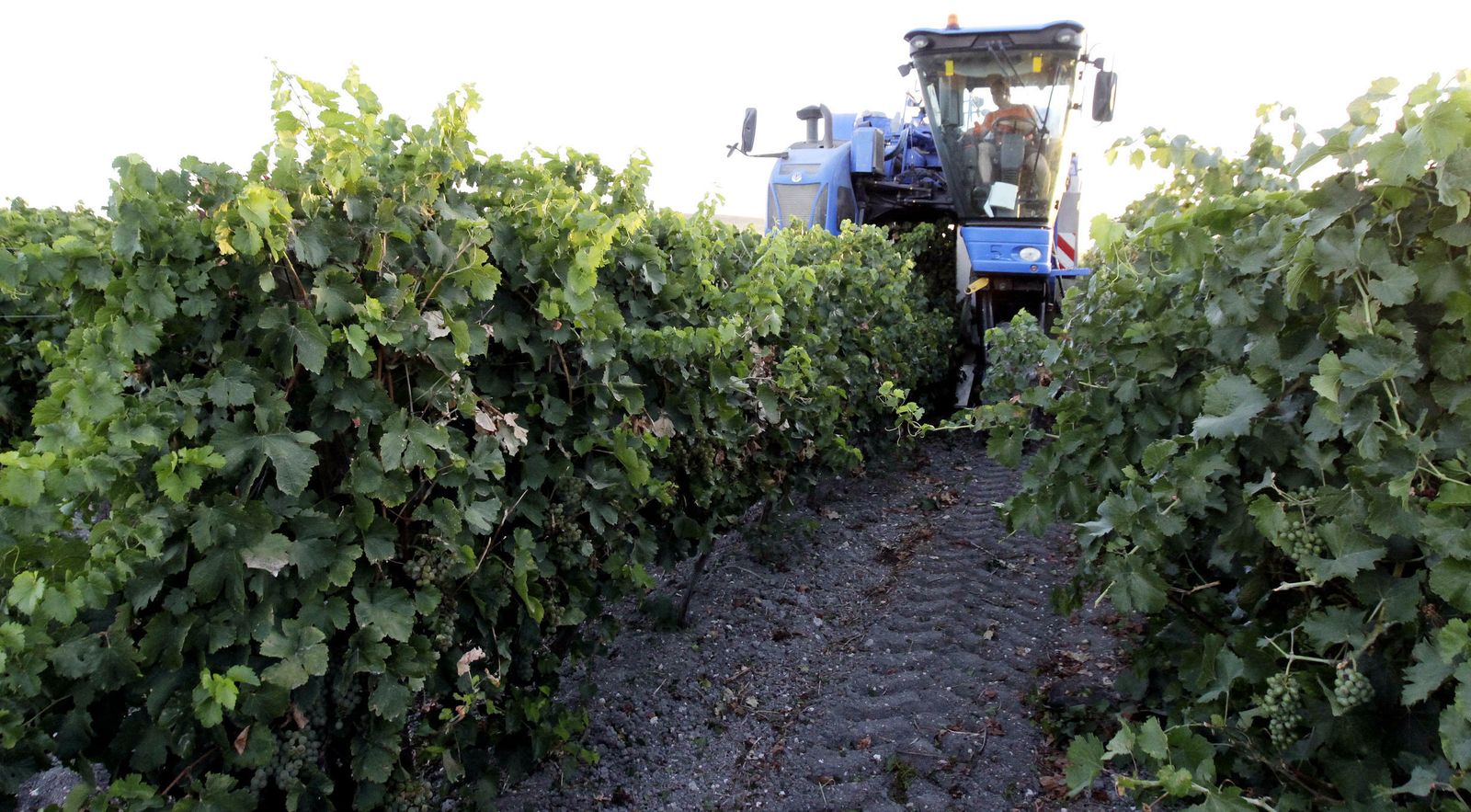 Vendimia mecanizada en un viñedo del Marco de Jerez dispuesto en espaldera alta.