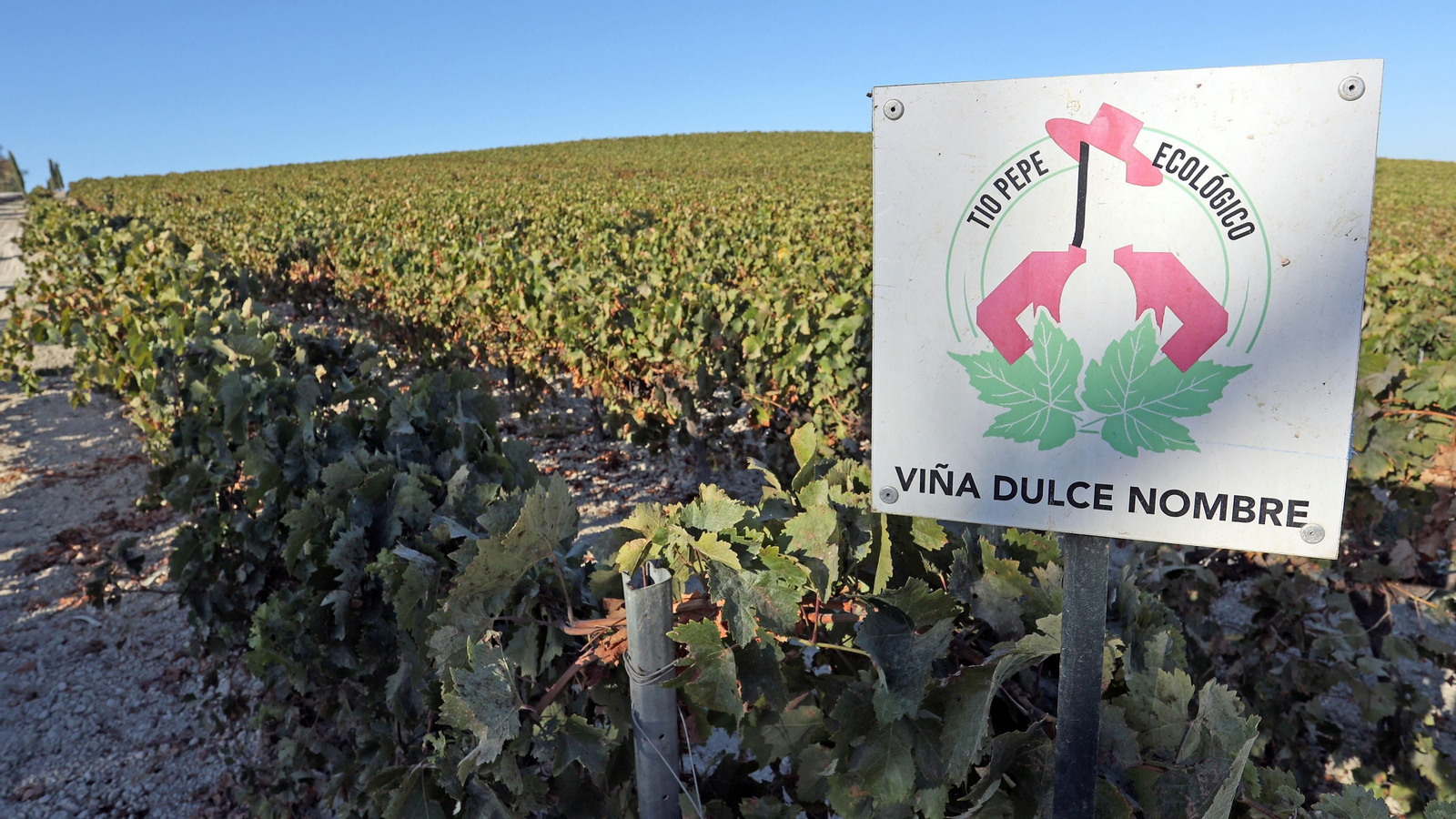 Asoleo de Pedro Ximénez en González Byass