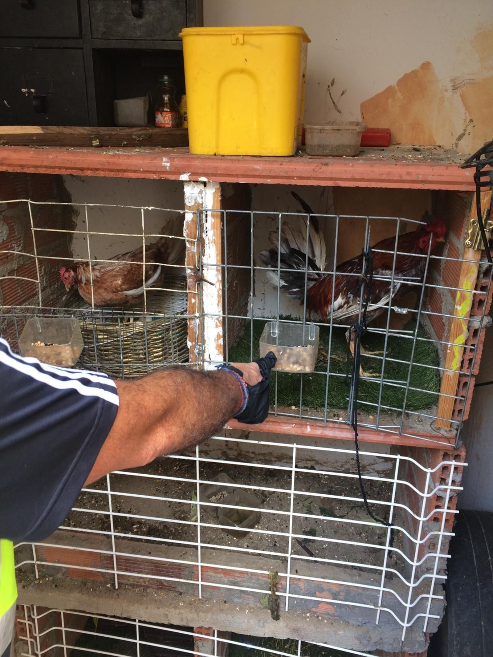 Los gallos intervenidos.