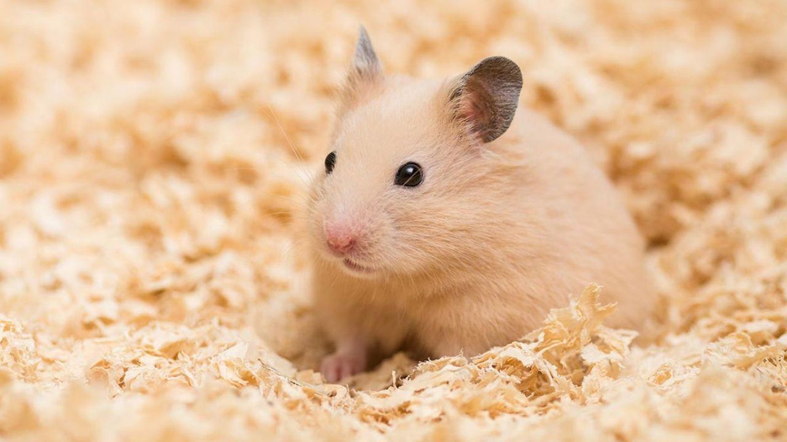 hamster