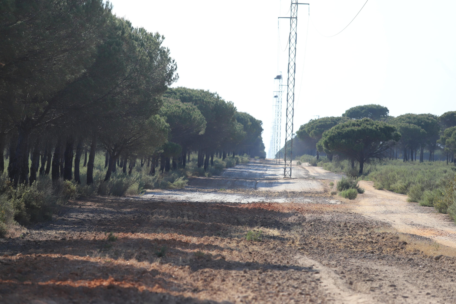 Imágenes del estado en el que se encuentran los caminos del Rocío para la Romería 2023