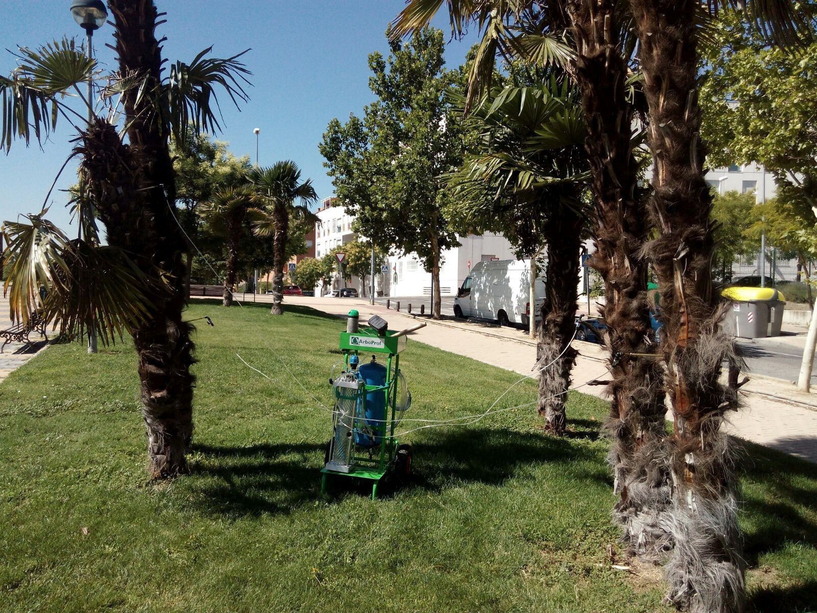 La empresa Althenia, del grupo Sando, en el proceso de vacunación de palmeras.