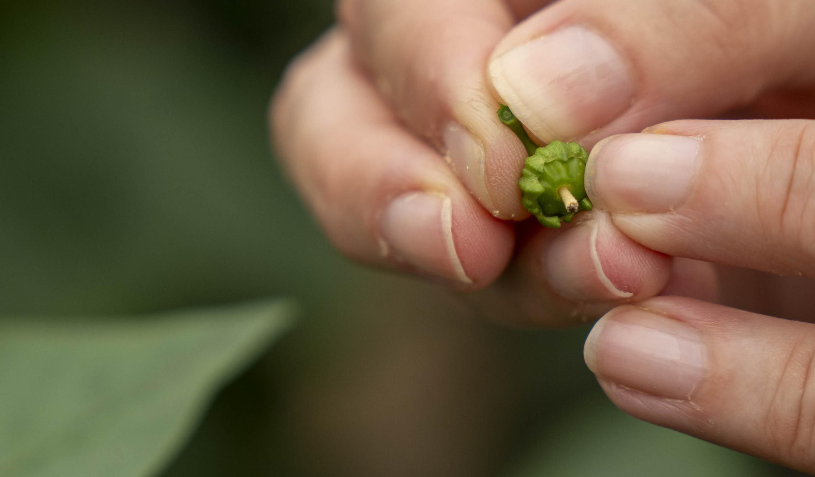 Las imágenes de la suelta de bichos depredadores para la lucha biológica en invernadero por Agrobio