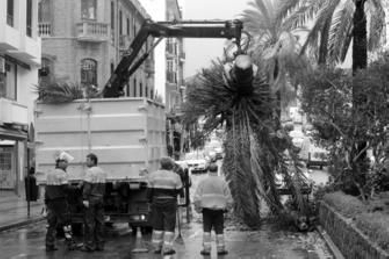 Los efectivos municipales retiran una palmera de la avenida Blas Infante de Algeciras, ayer, que provocó que se cerrara la vía al tráfico rodado. Los efectivos municipales retiran una palmera de la avenida Blas Infante de Algeciras, ayer, que provocó que se cerrara la vía al tráfico rodado.