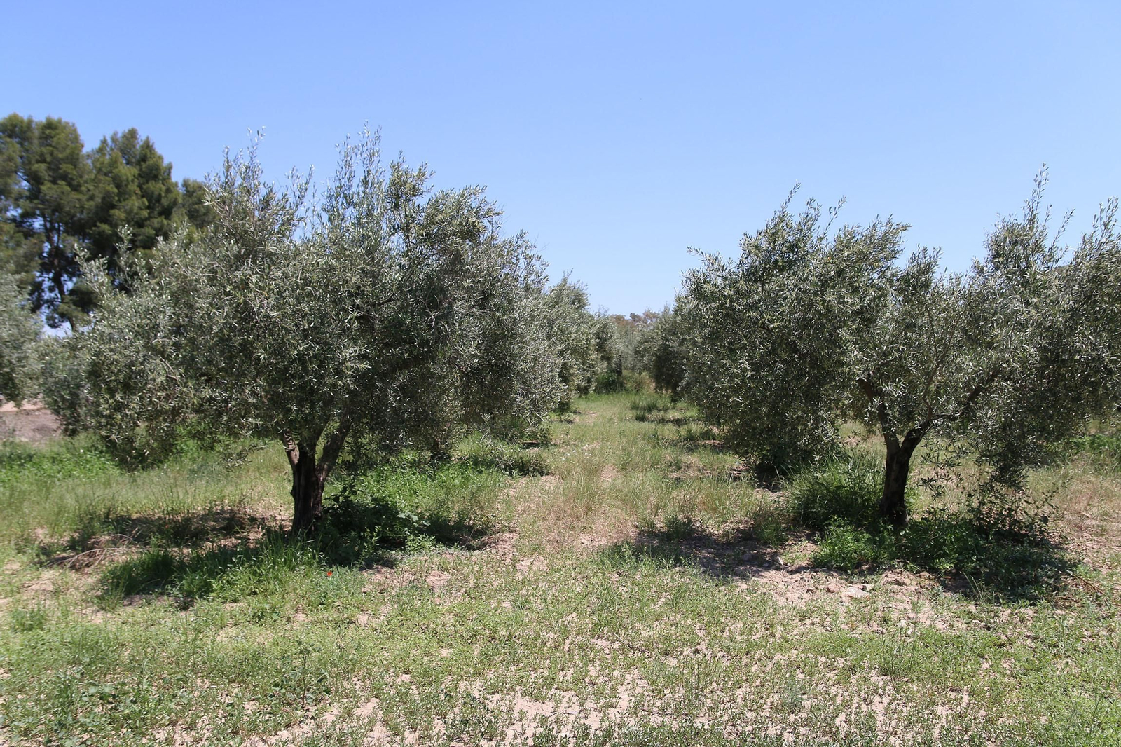 Plantación de olivos. Plantación de olivos.