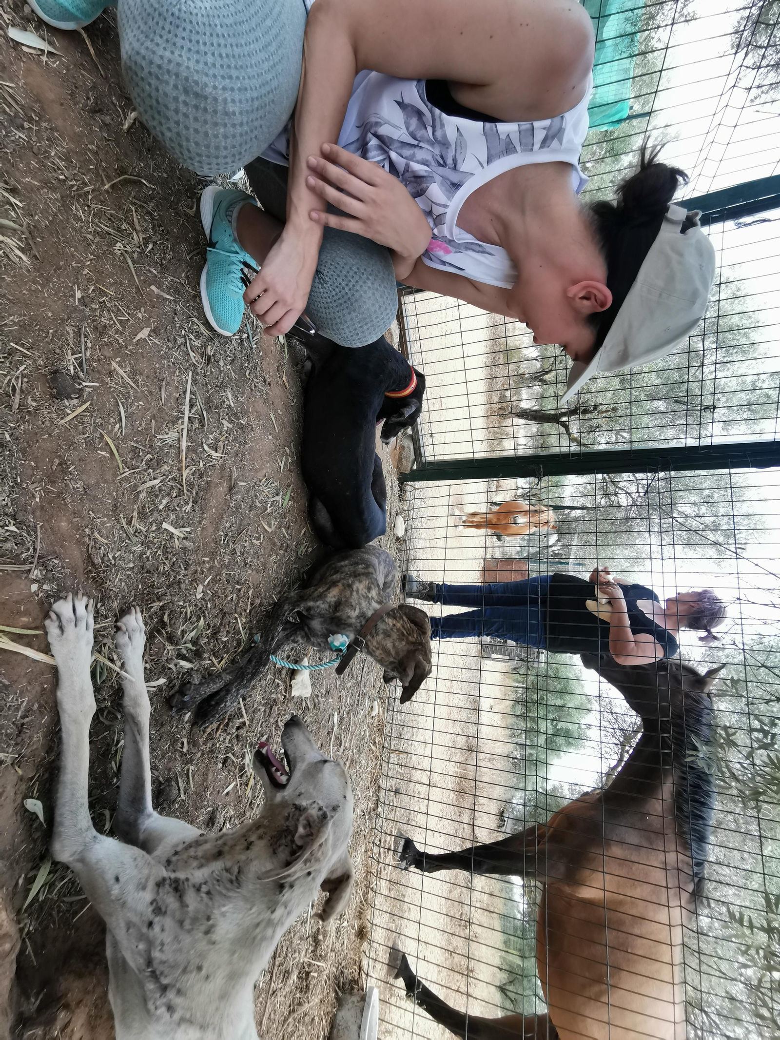 El estado en el que se encontraban los animales.