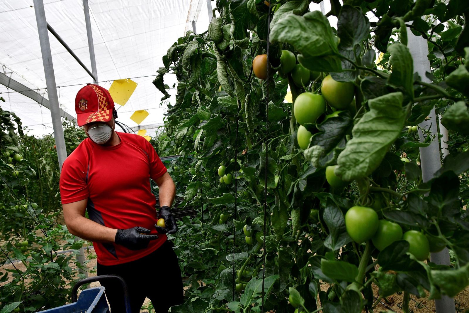 Agricultor de La Mojonera durante la crisis sanitaria
