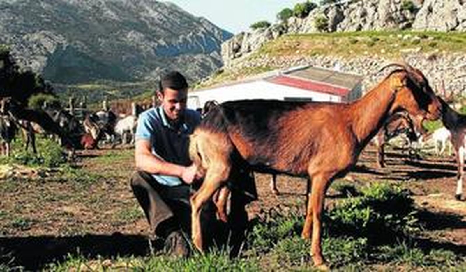 El joven Mateo Benítez, ordeñando en su explotación, en Villaluenga del Rosario, un ejemplar de la cabra payoya, cuya leche vende después a una afamada quesería.
