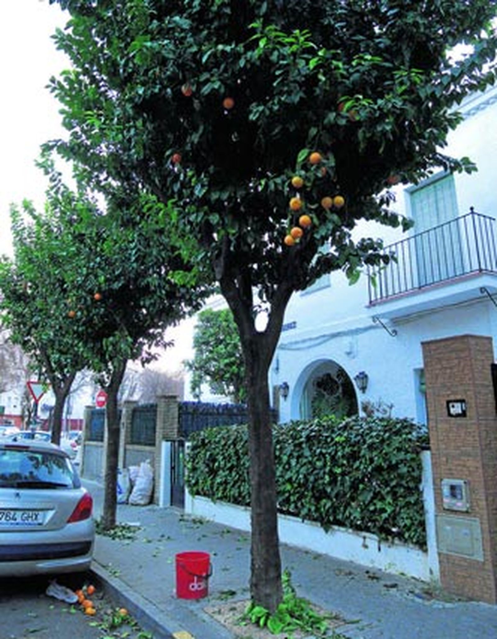 El empresario imputado por las caídas en la recogida de naranjas paga 6.000 euros y sale de prisión