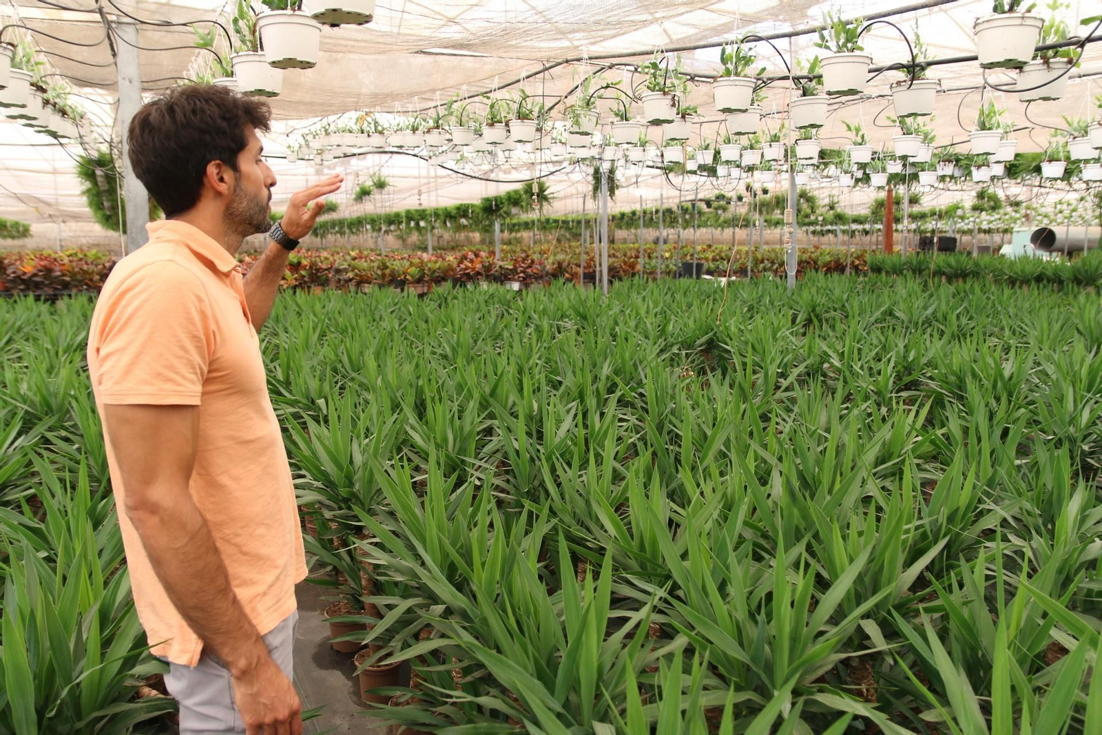 Imágenes de la venta de planta planta ornamental y flor cortada de Vícar