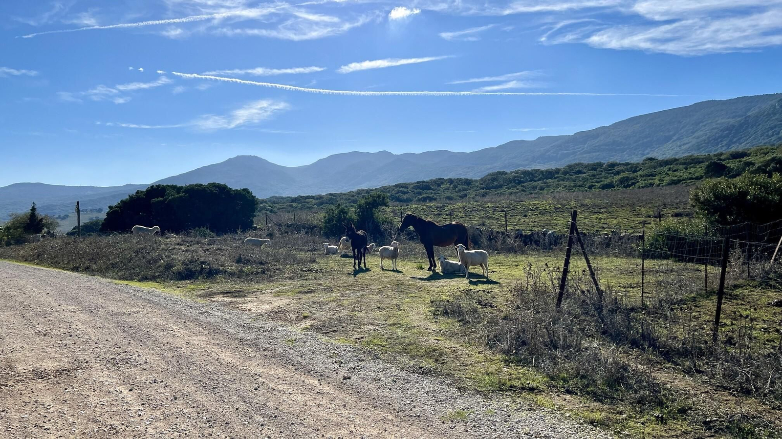 Ganado en la subida al puerto de Ojén Ganado en la subida al puerto de Ojén