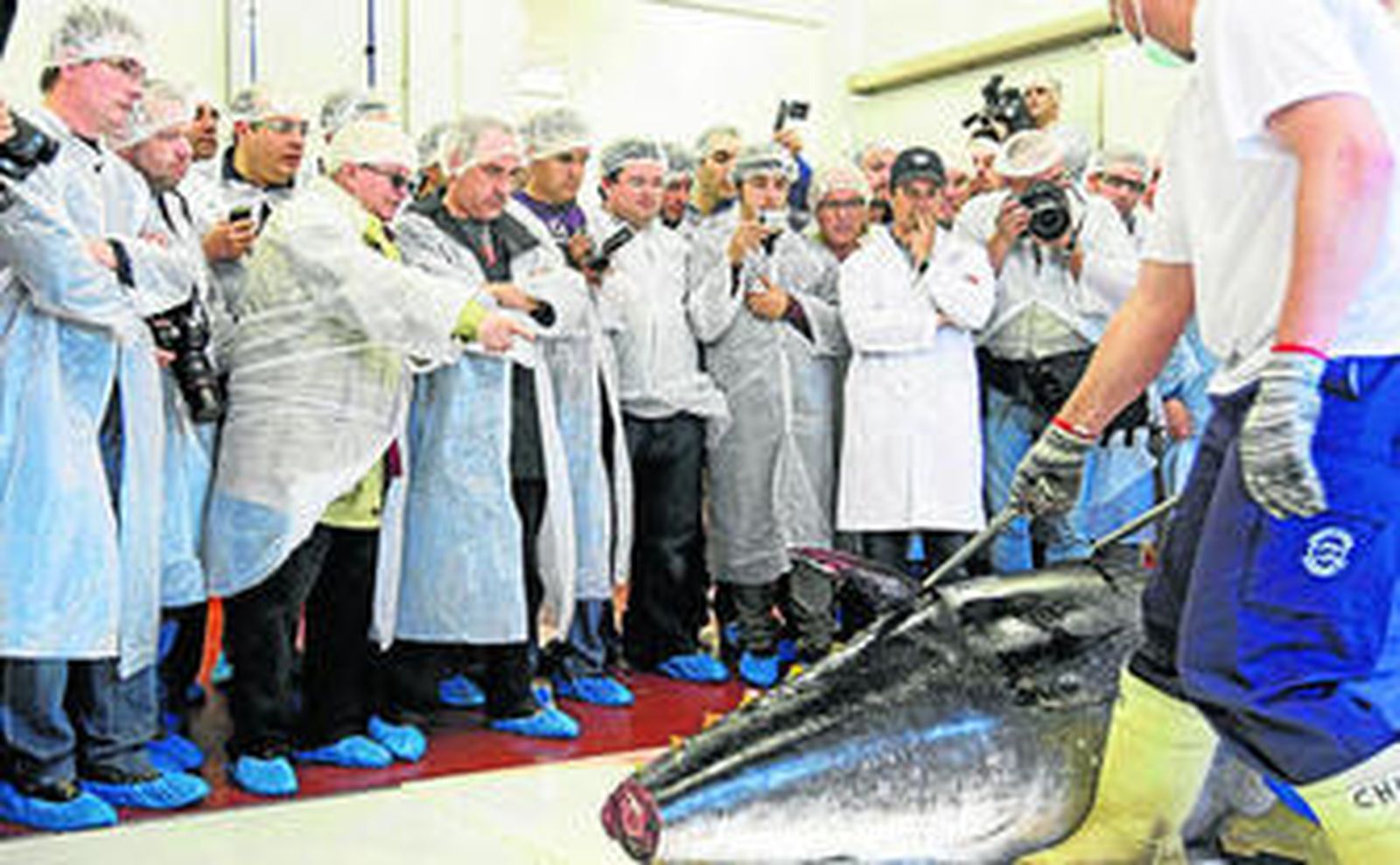 Los cocineros estudian en la factoría de Prodraba, en Barbate, el despiece de un atún de 327 kilos pescado minutos antes.