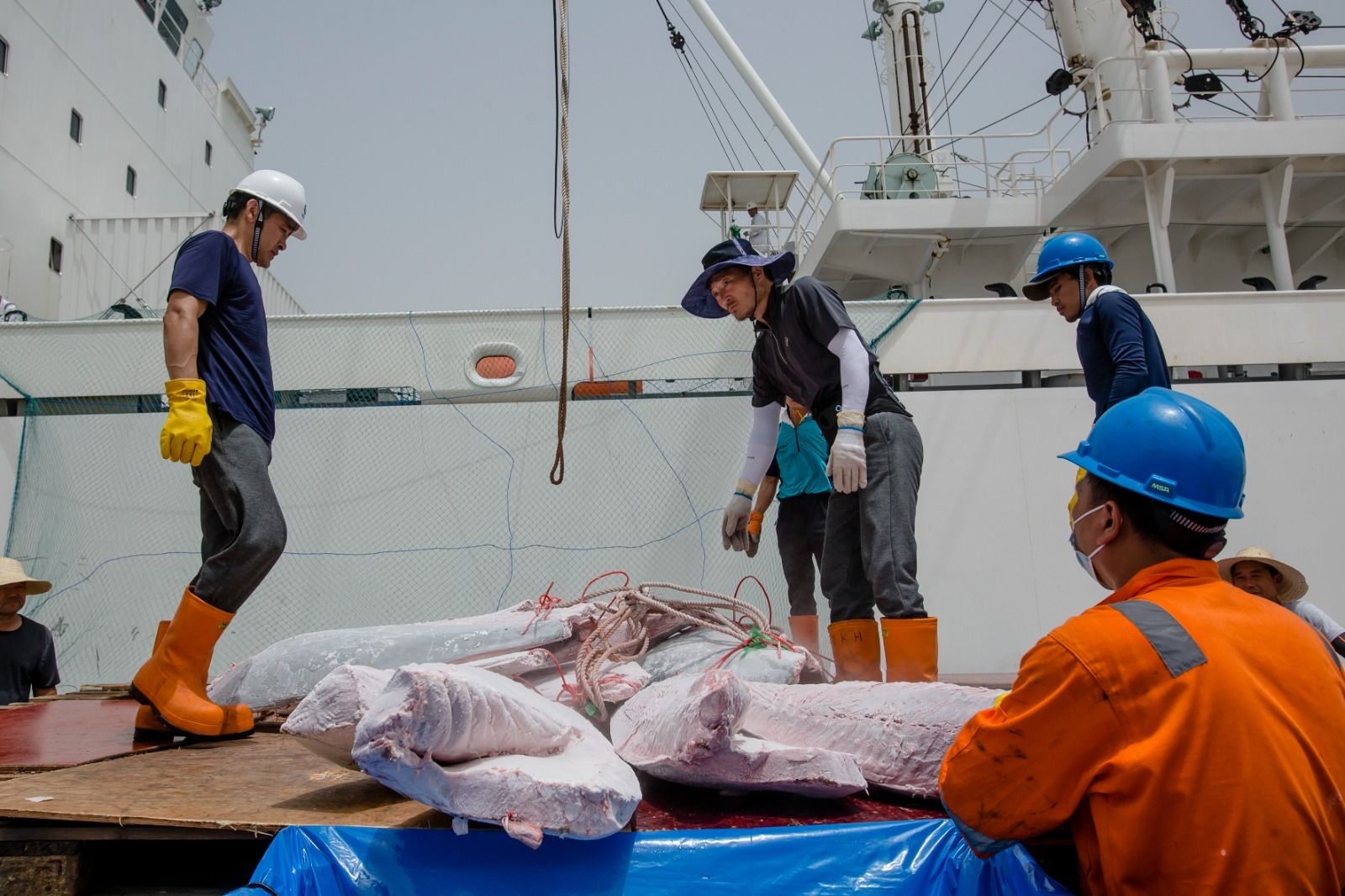 Petaca descarga cinco toneladas de atún de la almadraba de Barbate en la Zona Franca