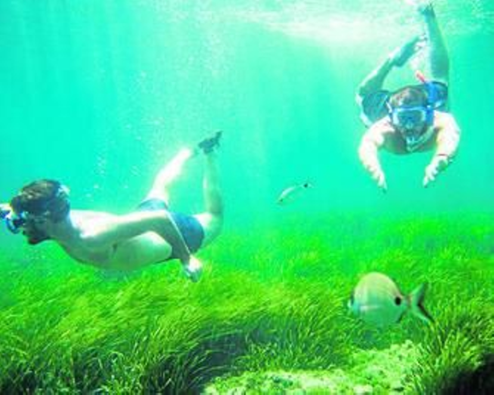Campos de posidonias en Los Escullos.