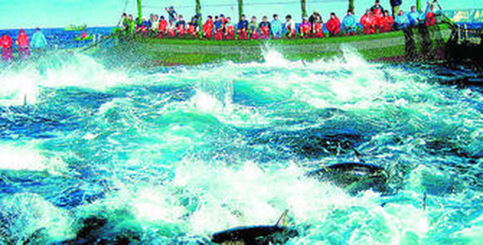 Revuelo de atunes en una levantá.