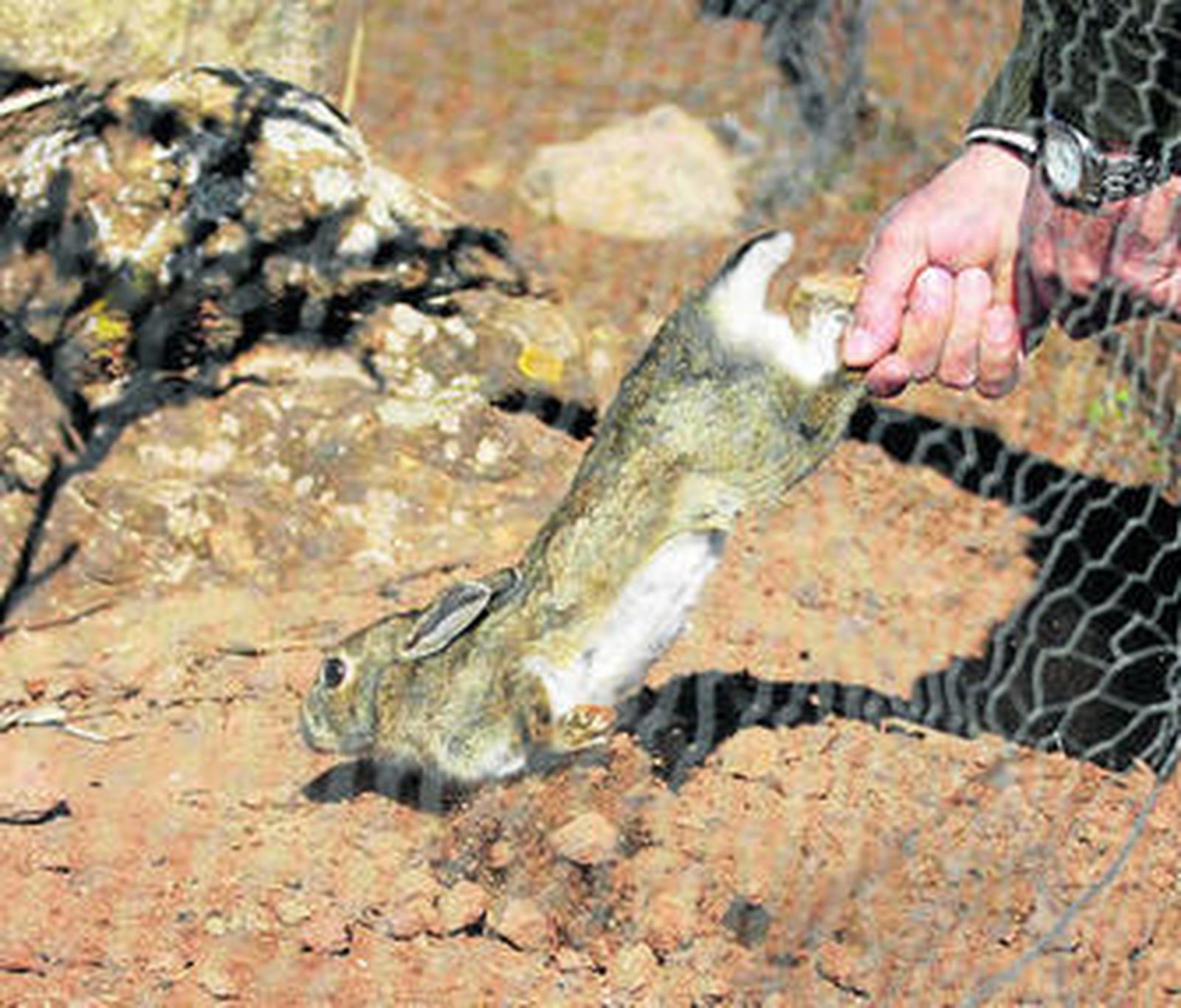 Un conejo capturado en el marco de un programa de repoblación.