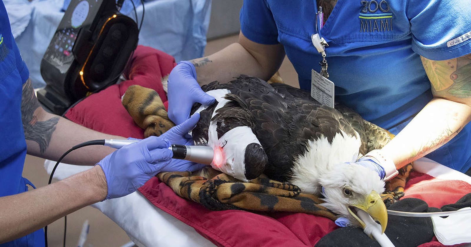 Operan en una compleja operación a Rita, un águila calva famosa en la web