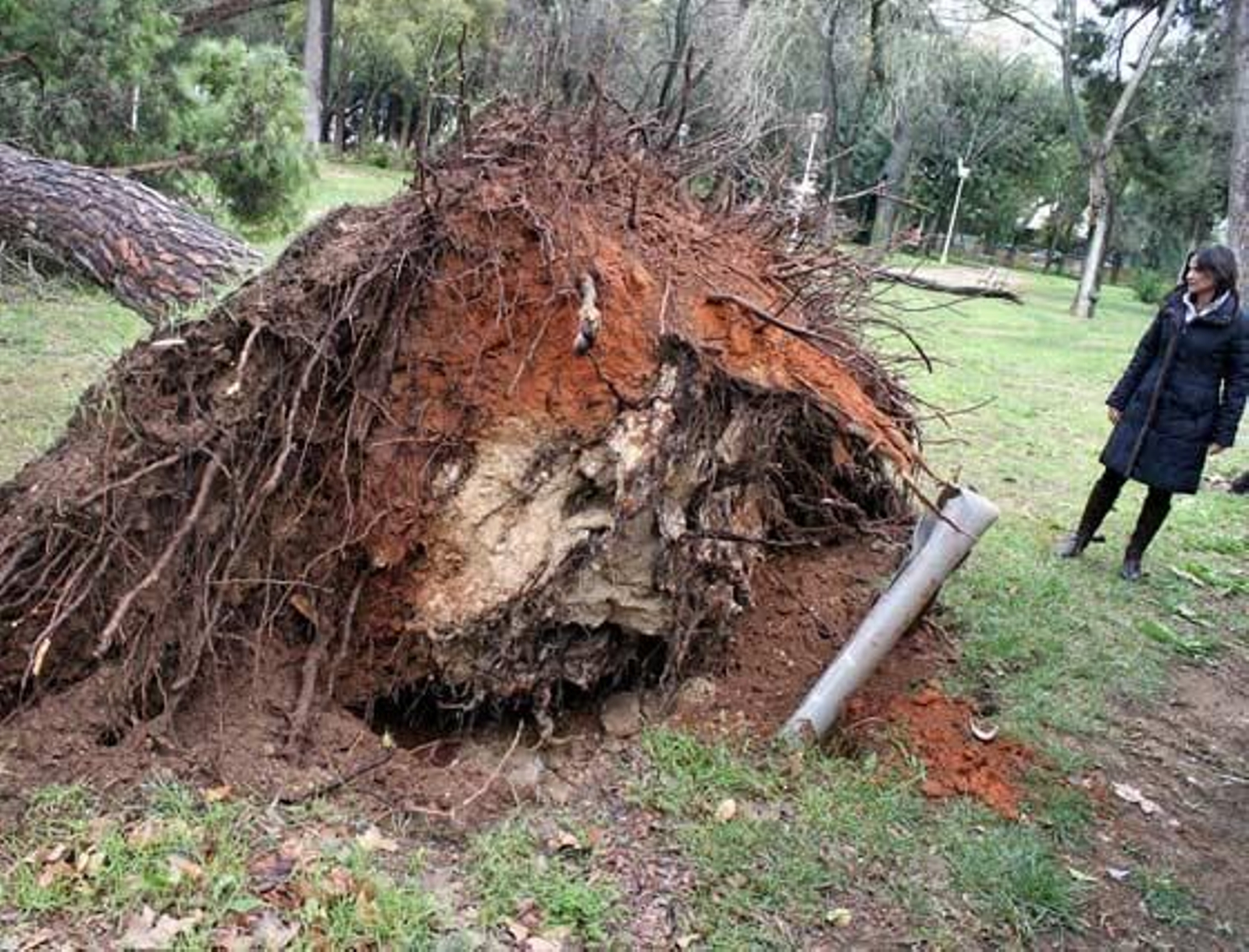 África Becerra, delegada de Medio Ambiente, observa un enorme árbol arrancado de raíz en el parque González Hontoria.