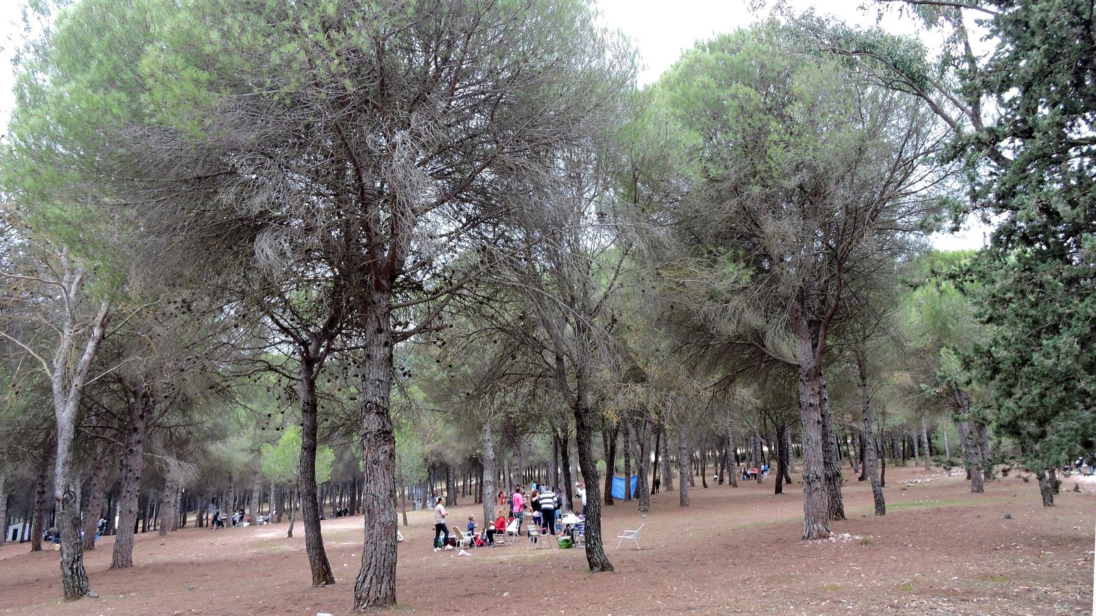 El área recreativa de los Llanos de Purla es un hito destacado de la senda. El área recreativa de los Llanos de Purla es un hito destacado de la senda.