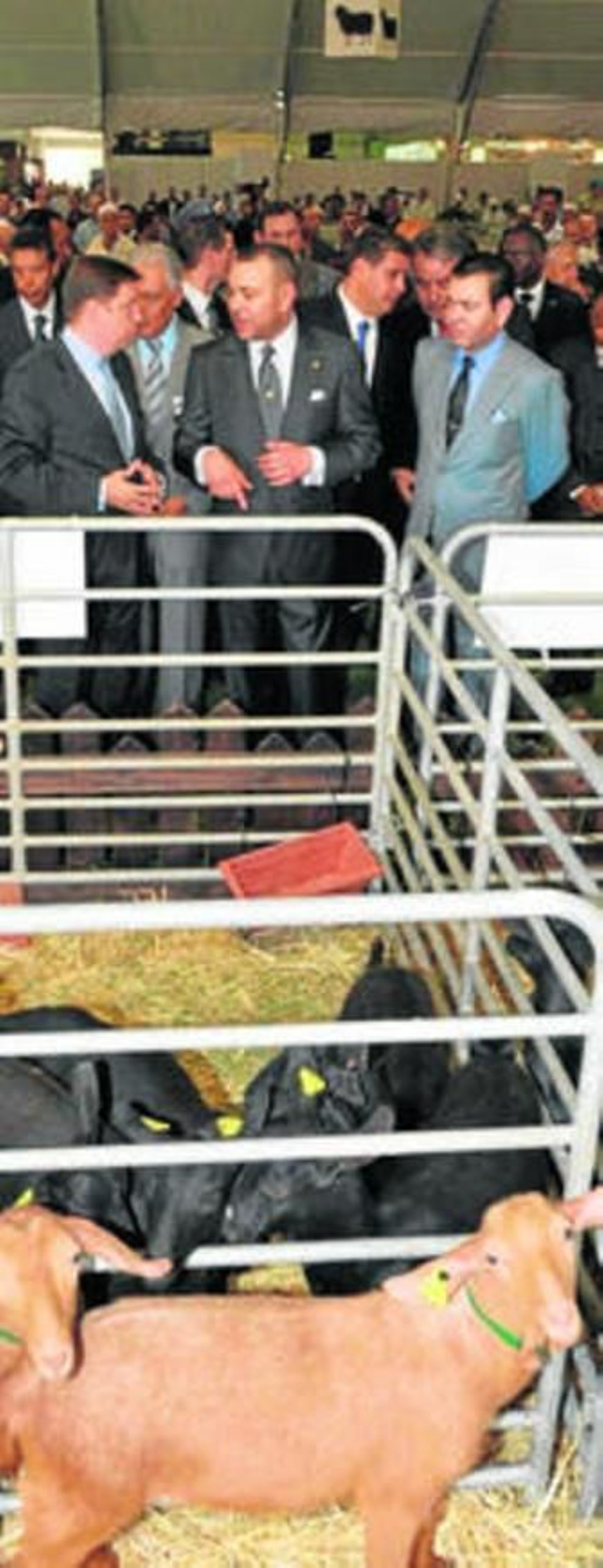 El rey Mohamed VI, junto a cabras llegadas de Málaga y Granada.
