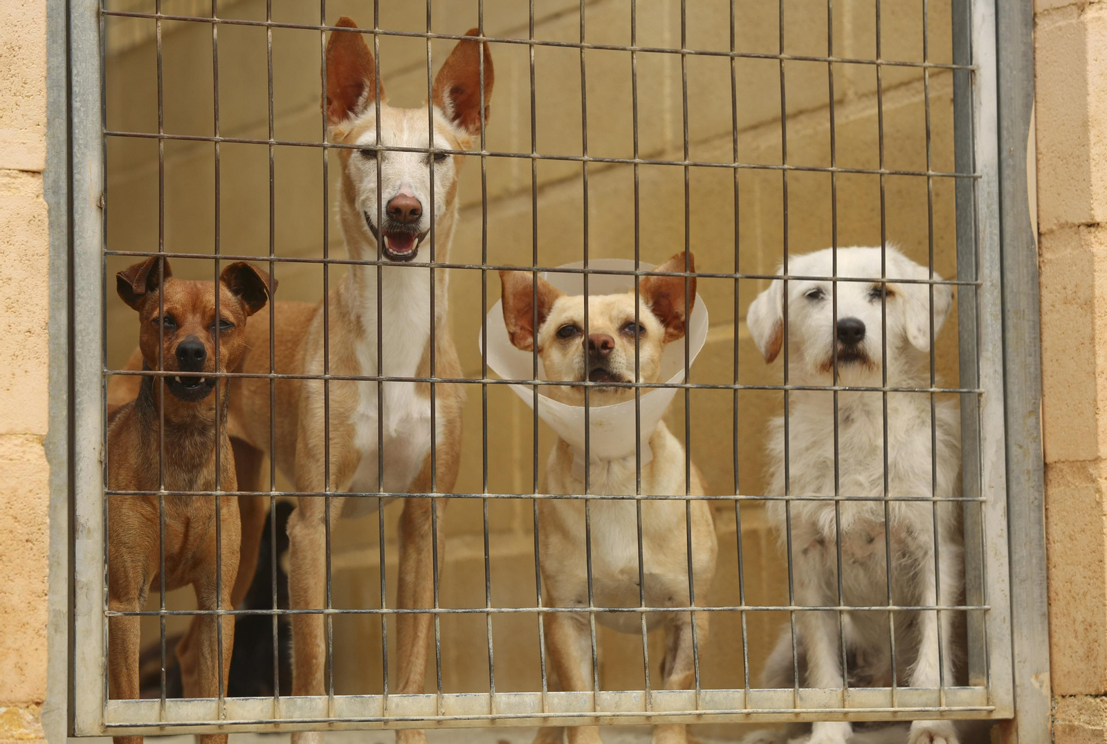 Las fotos de los animales de la Protectora de Málaga Las fotos de los animales de la Protectora de Málaga