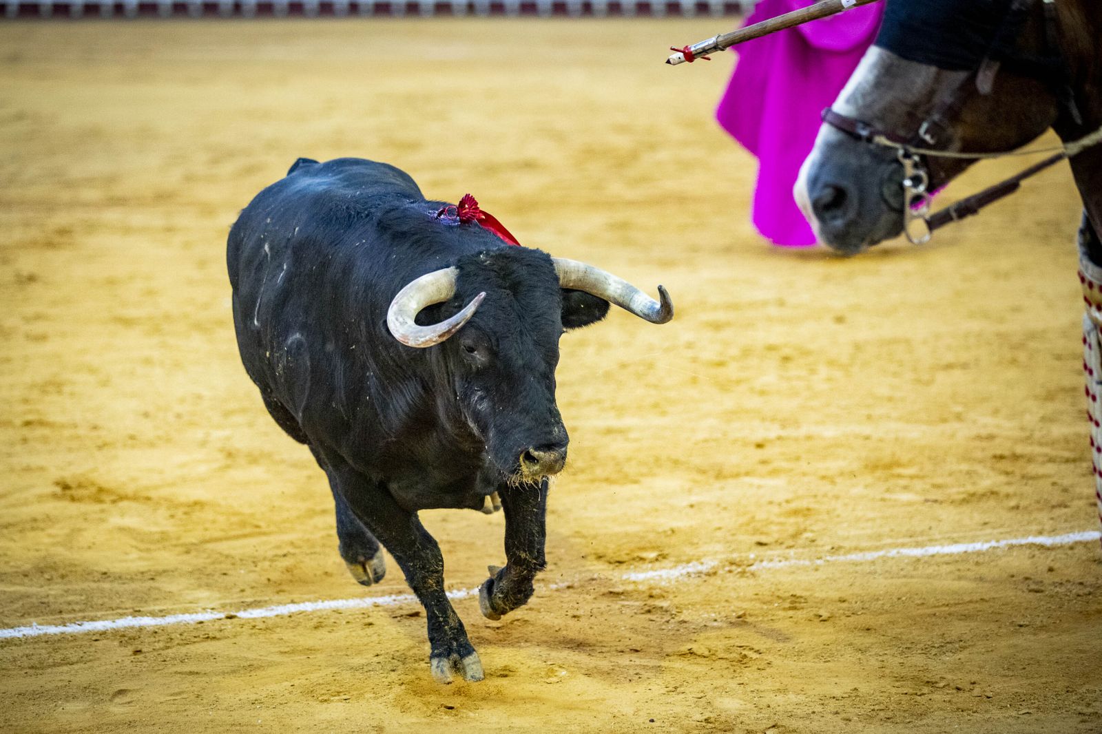 Daniel Crespo, Manzanares y Juan Ortega, en la plaza de toros de El Puerto
