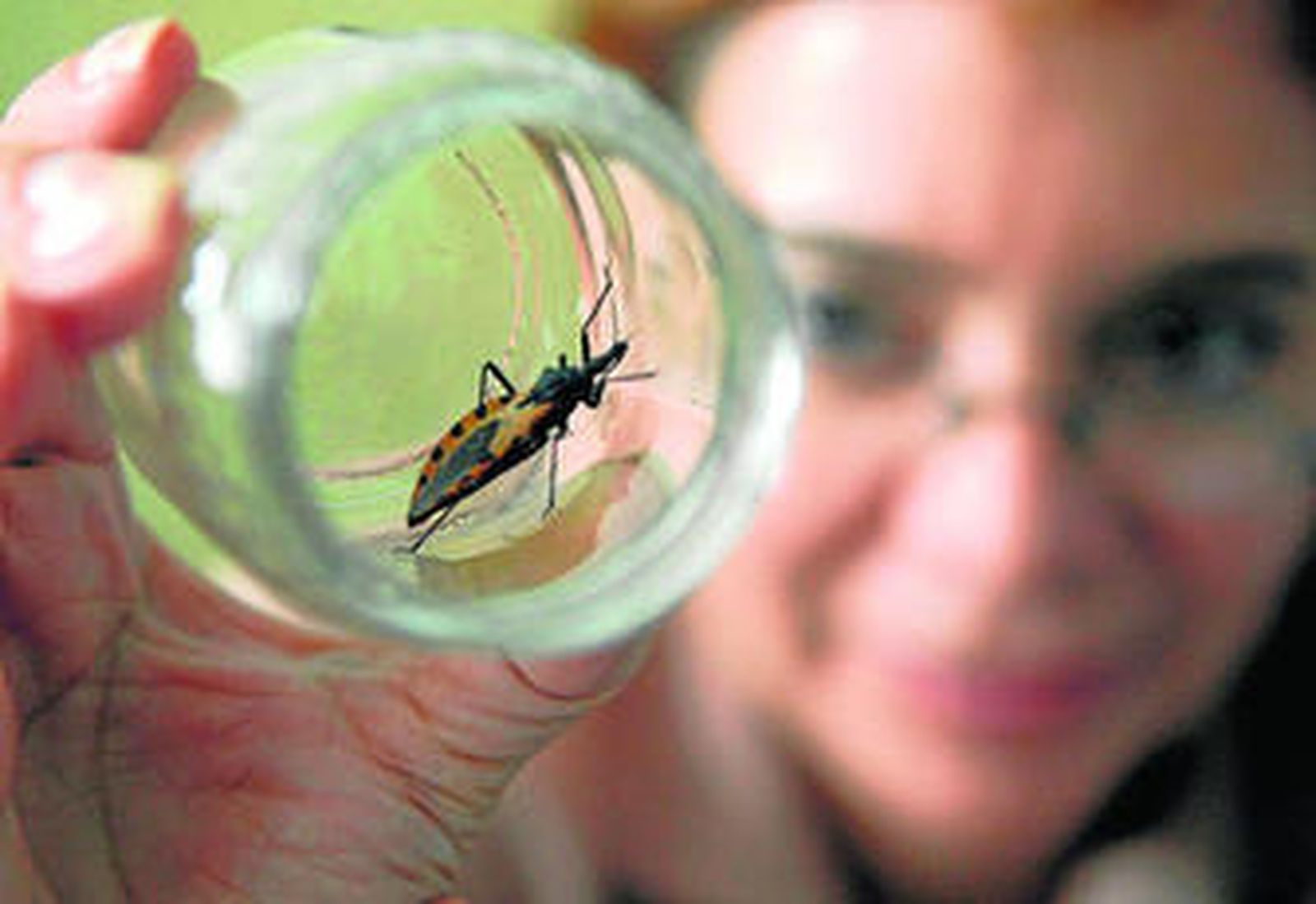 Una imagen de la chinche que causa la enfermedad.