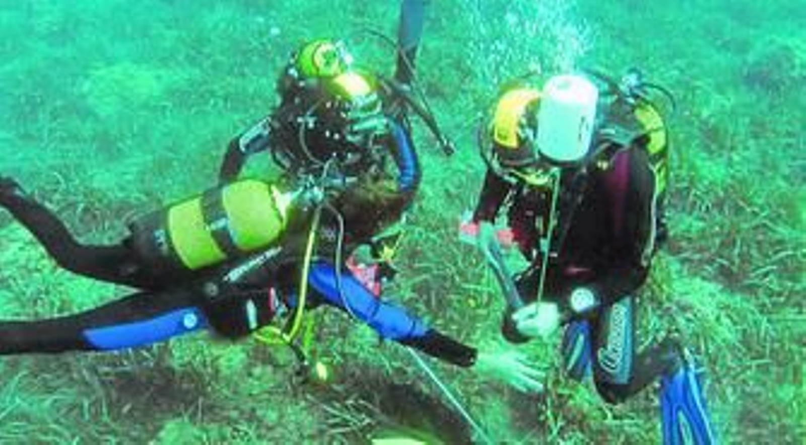 La Posidonia oceánica, básica para proteger el ecosistema Mediterráneo