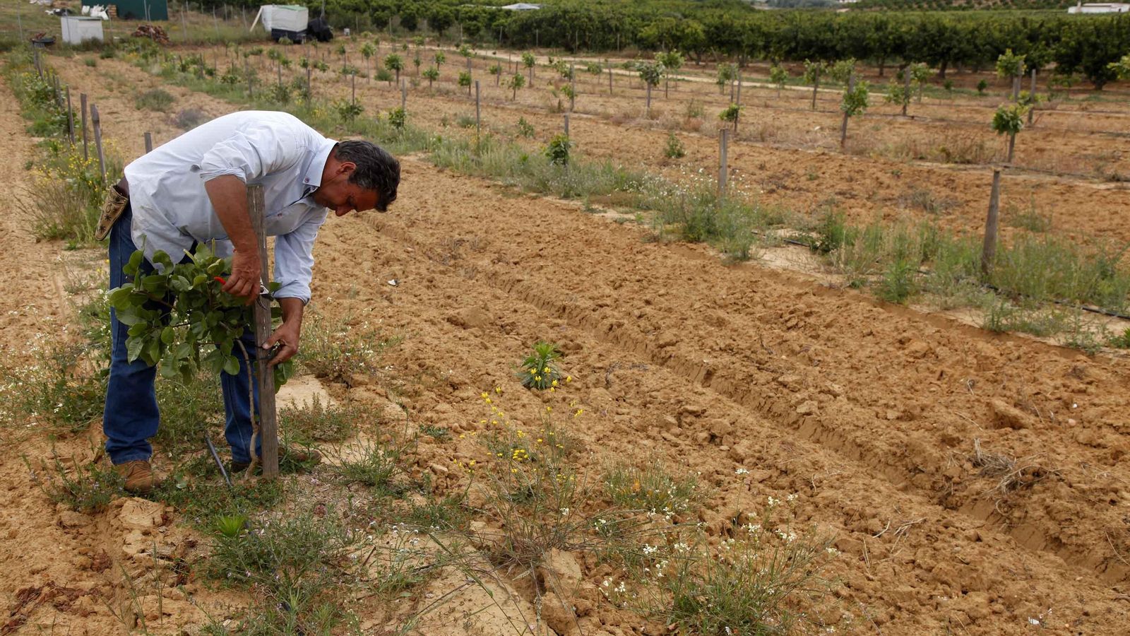 Un agricultor poda un cultivo de pistacho plantado recientemente
