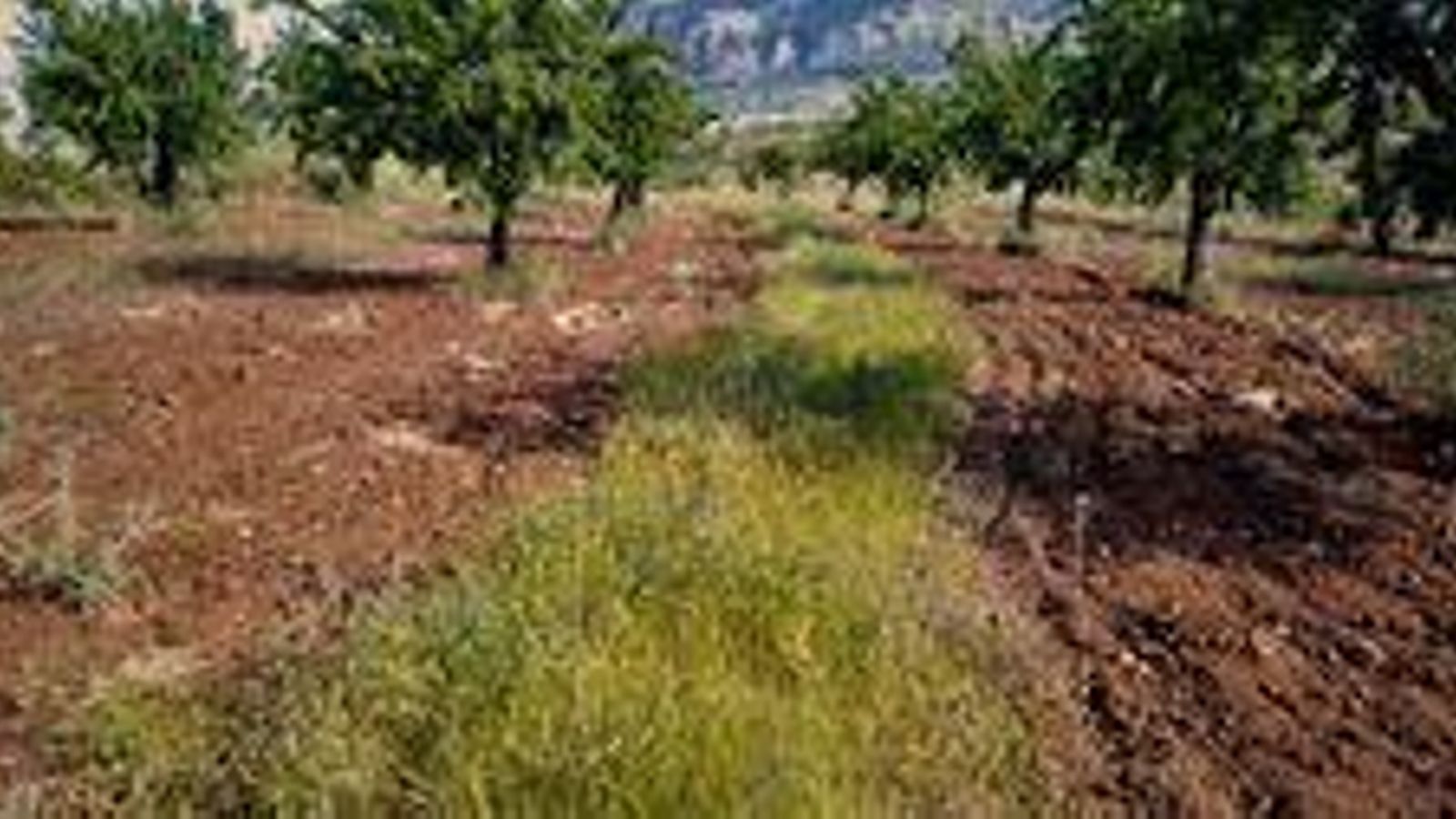Cubierta vegetal en una finca.
