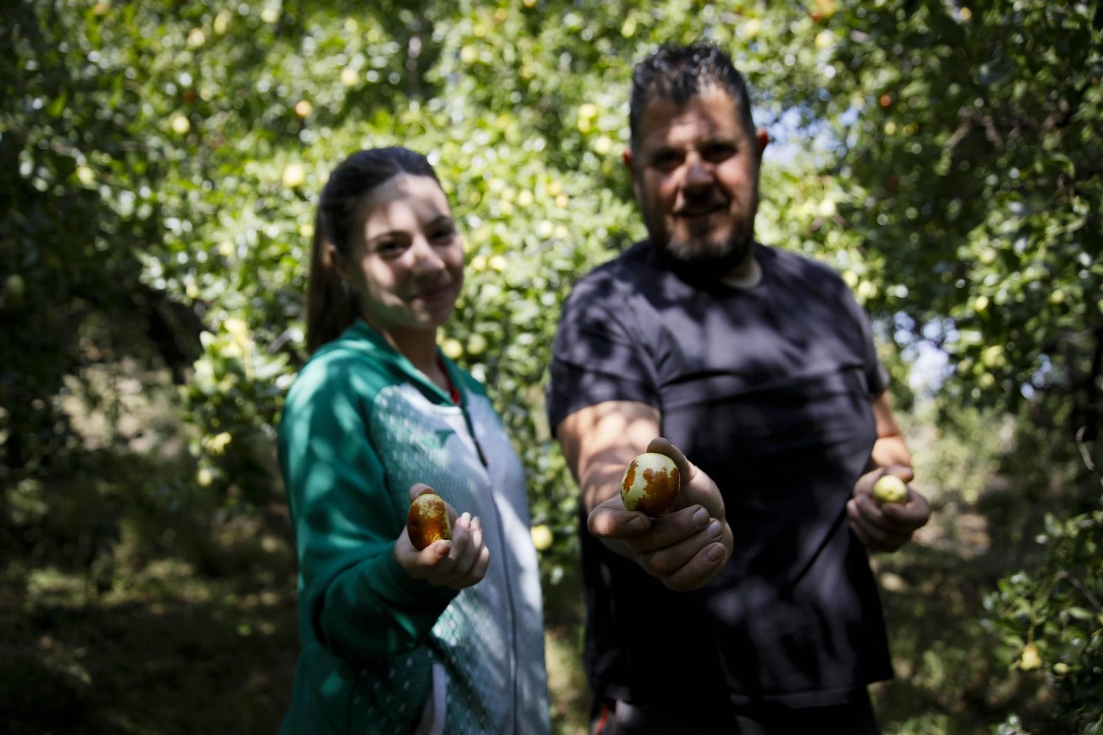 Imágenes del cultivo de azufaifas en Abrucena
