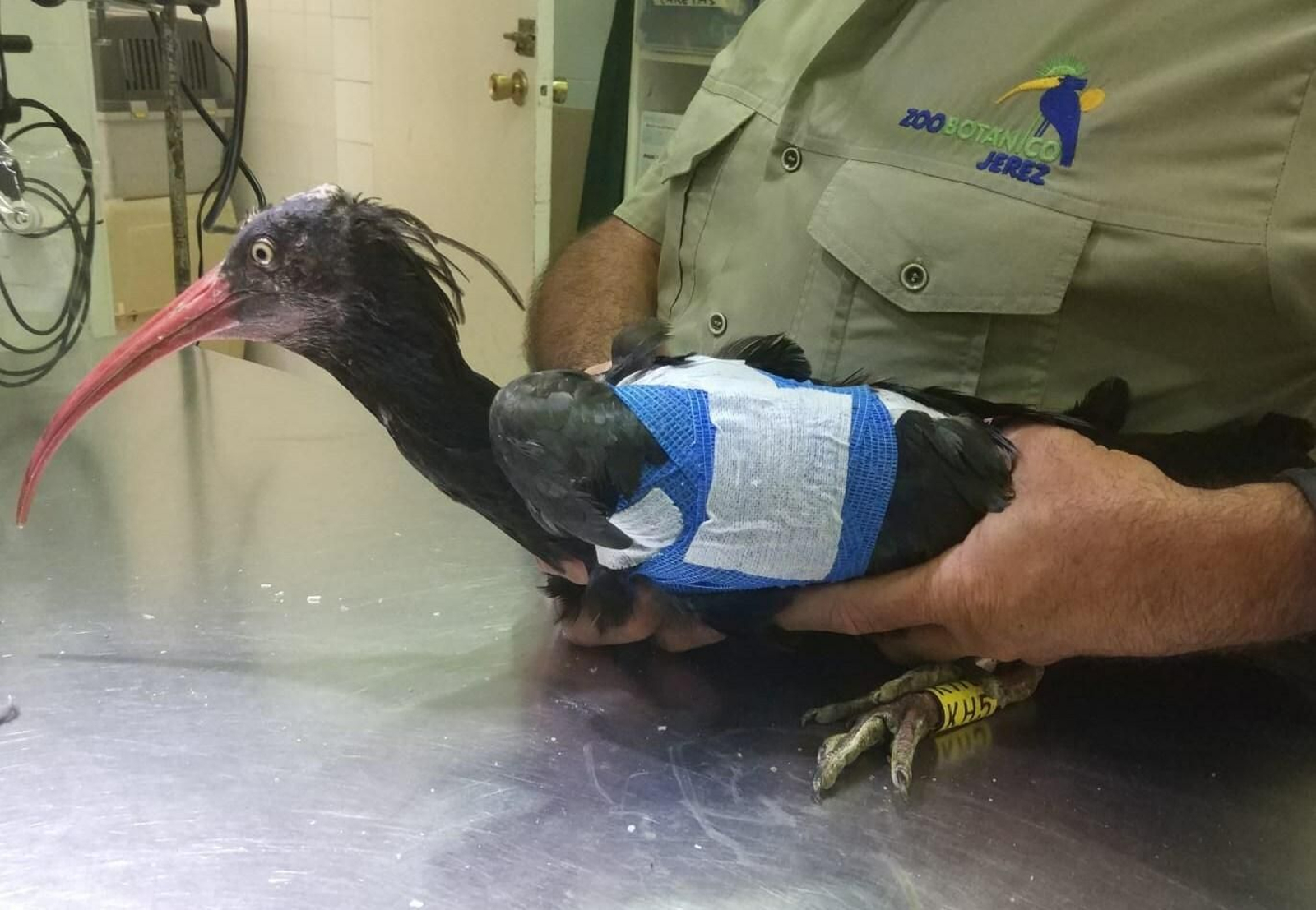 Imagen del ejemplar de Ibis Eremita rescatado herido e intervenido en el Zoo de Jerez.