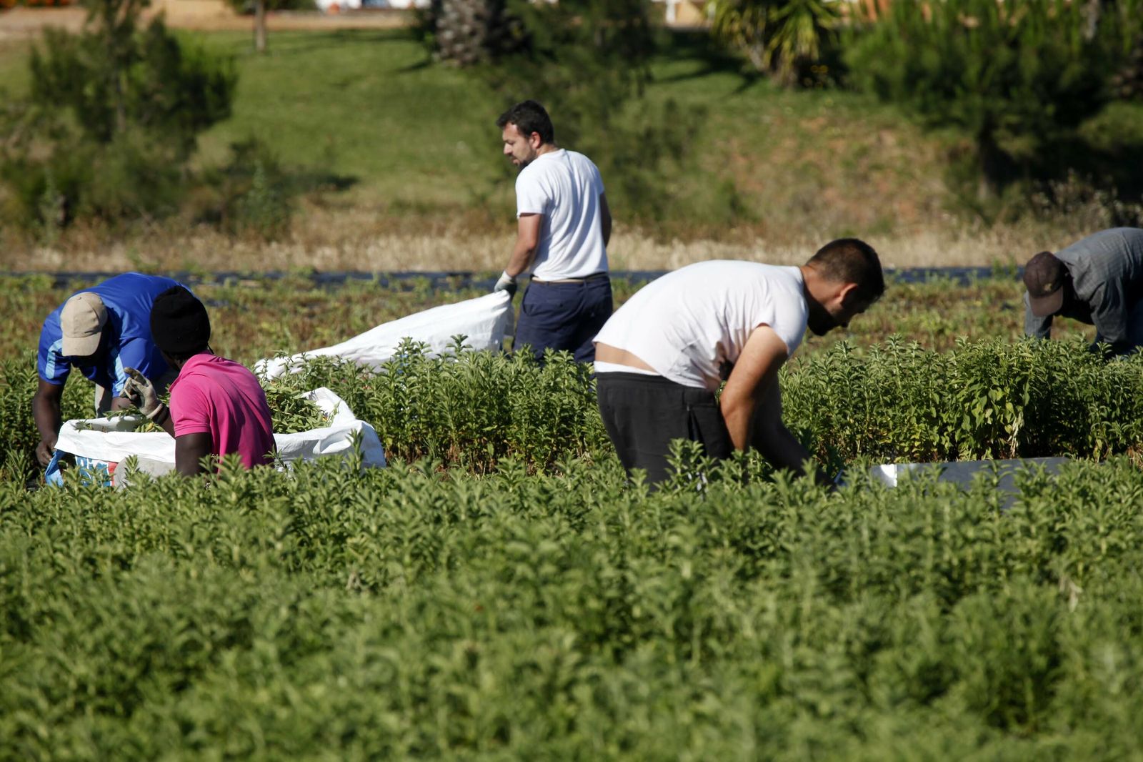 Trabajadores del campo en Huelva