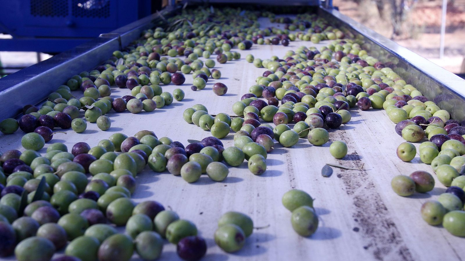 Aceitunas recién recogidas.