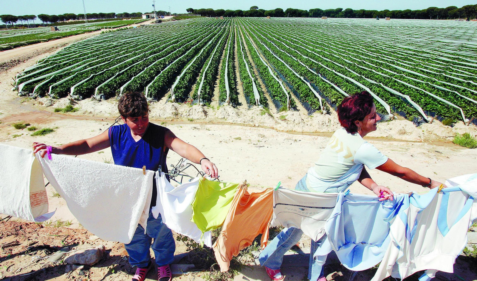 Temporeros en Huelva contratados en origen.