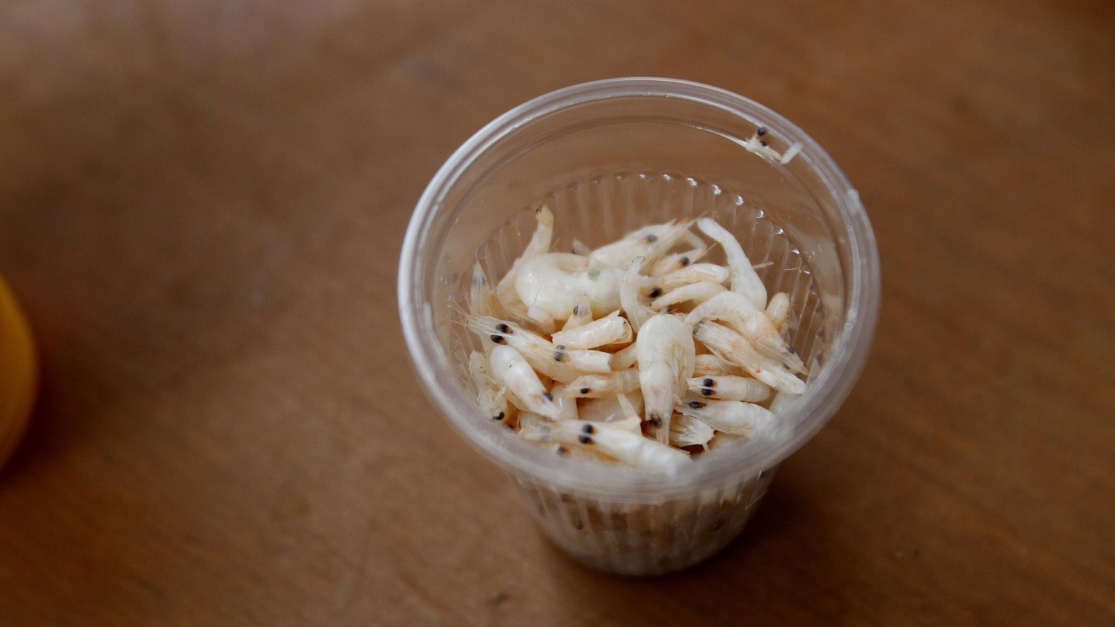 Las fotos del Camarón Fest en el Mercado Ingeniero Torroja