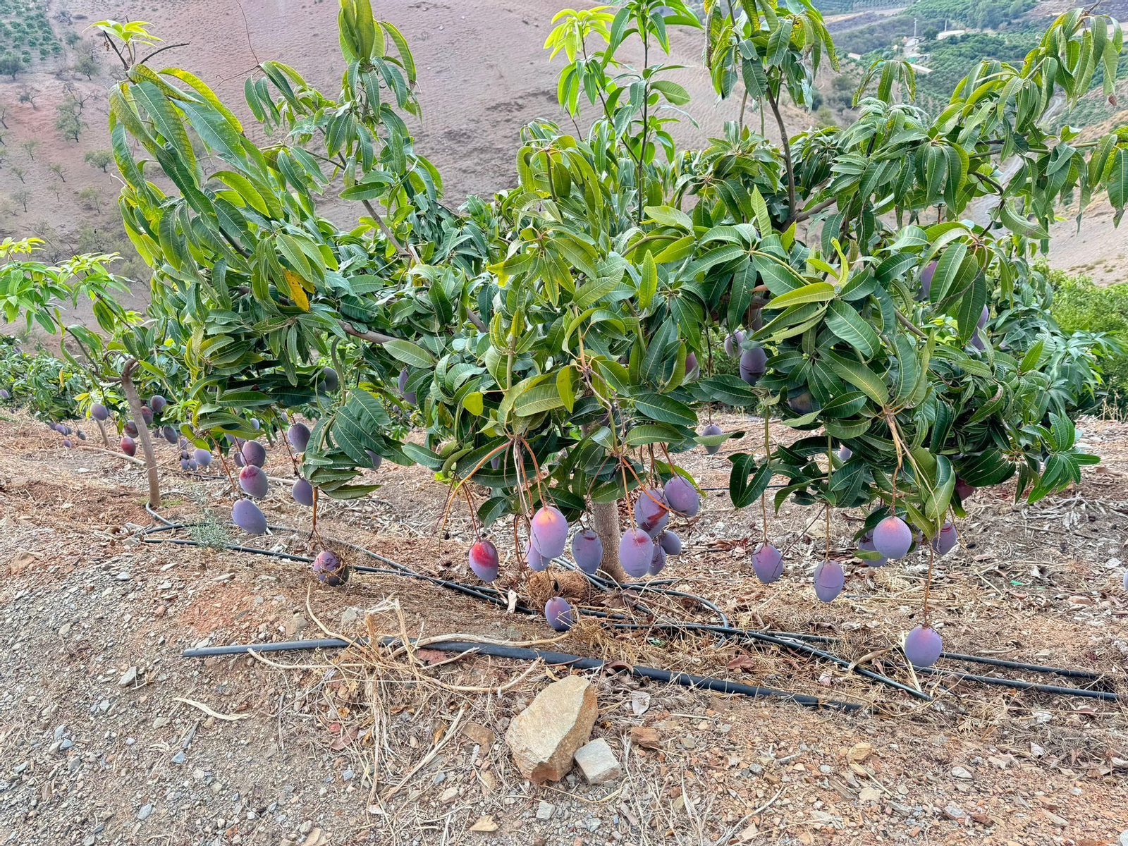 Finca de mangos en la Axarquía Finca de mangos en la Axarquía