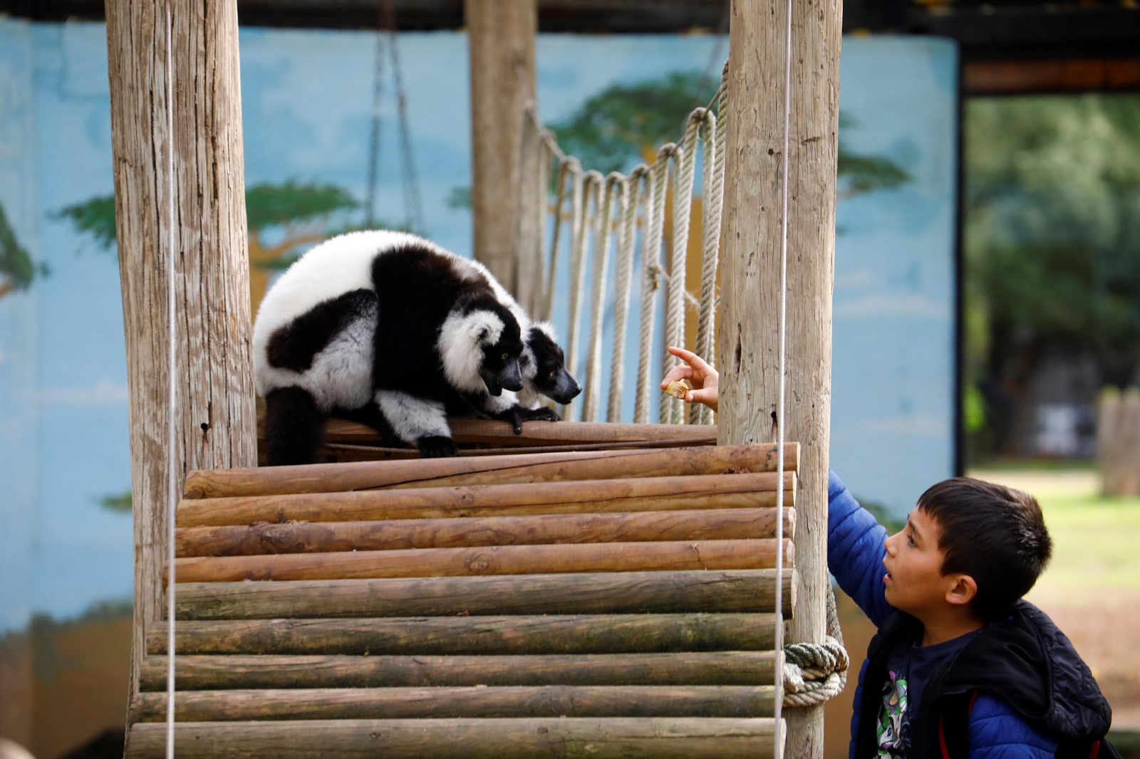 Así son las Aulas Específicas del Zoo de Córdoba en las que niños interactúan con lemures, en imágenes