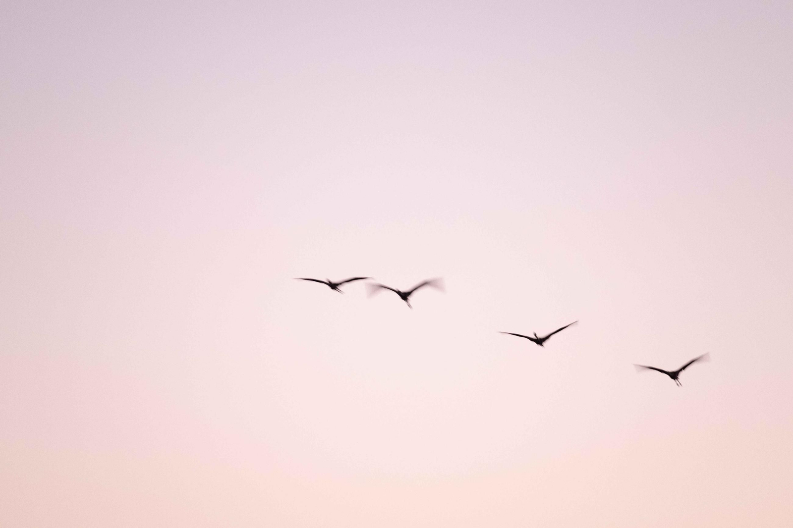 Anillamiento de flamencos en la Laguna de Fuente de Piedra, en imágenes