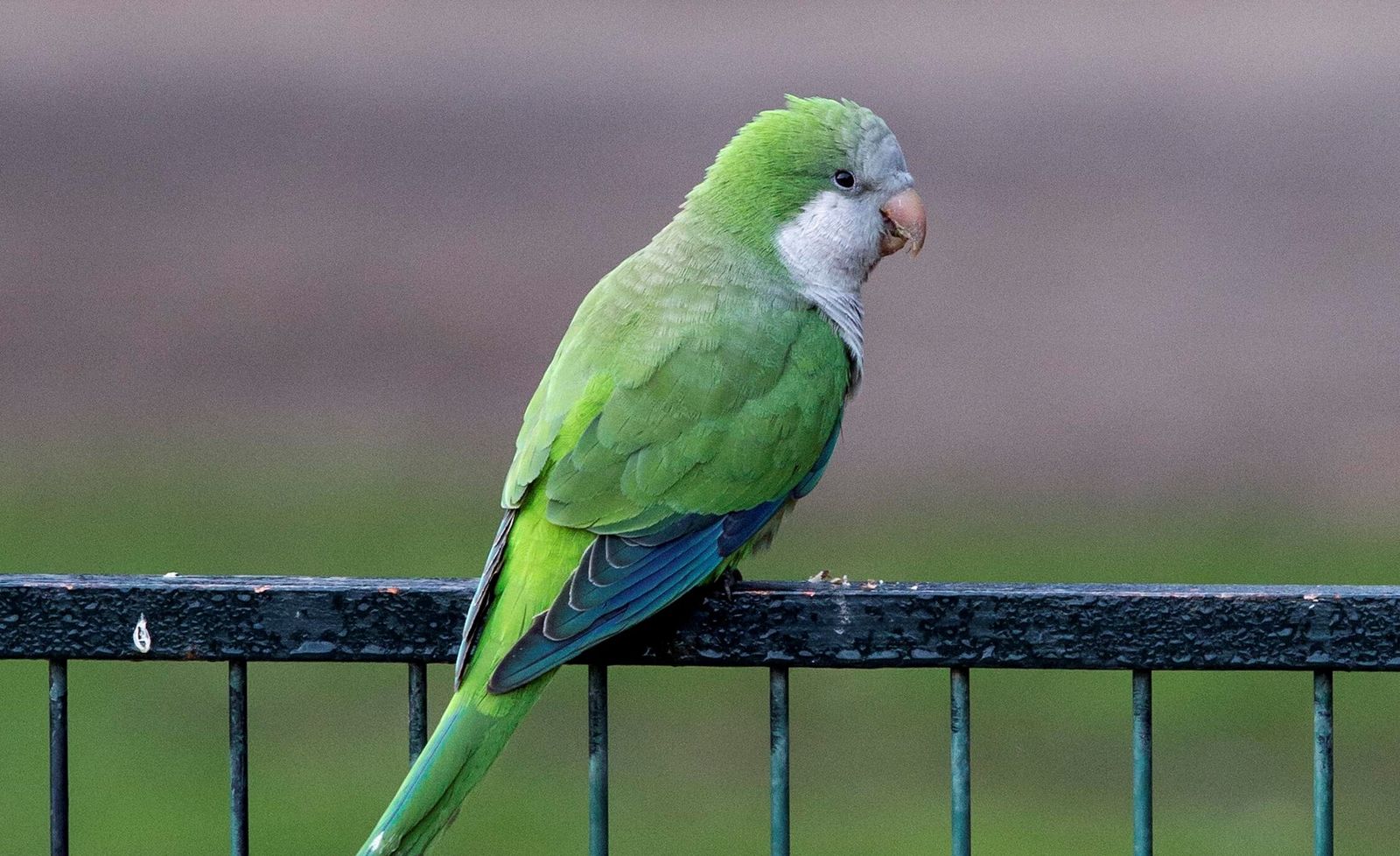 Cotorra argentina en un parque público.