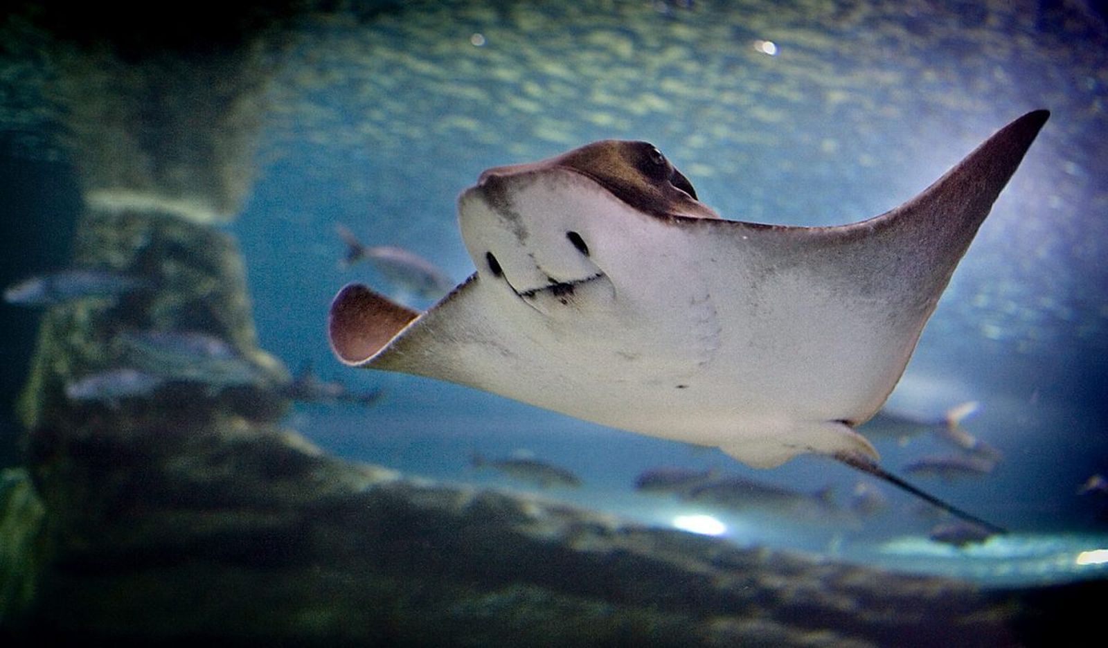 Una manta diablo en un acuario.