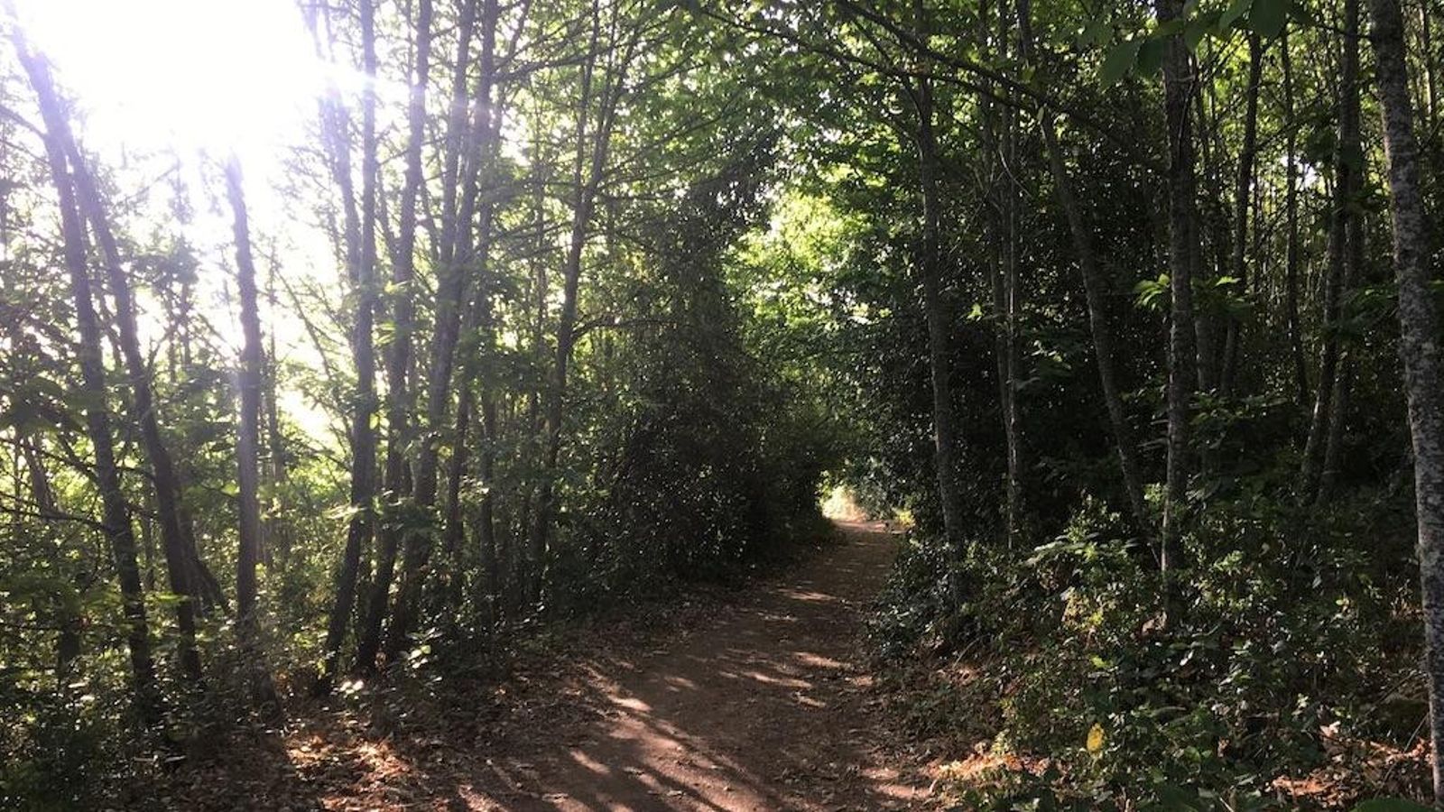 Ruta de los Castañares