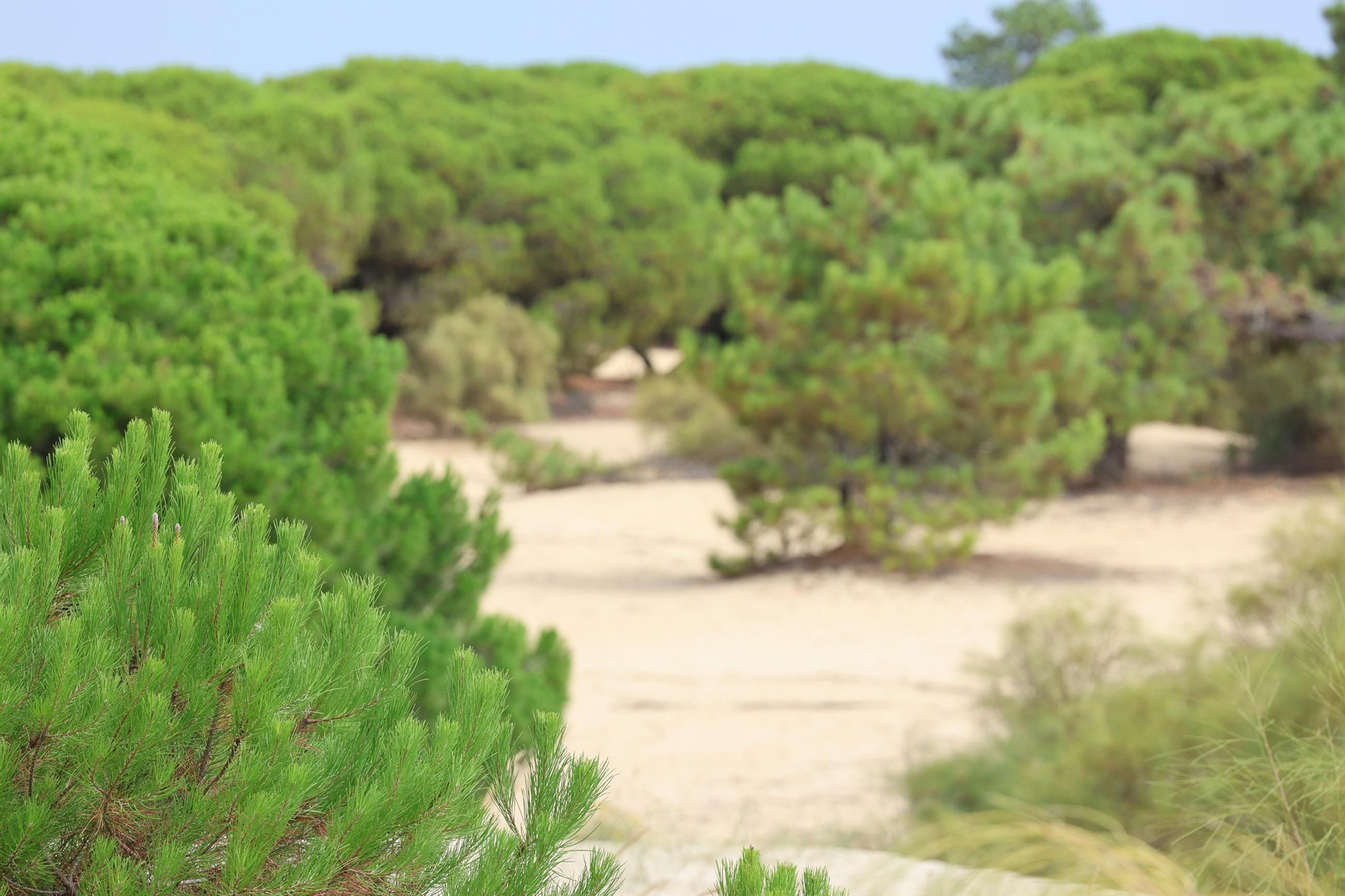 Imágenes de la diversa vegetación de las Dunas del Portil