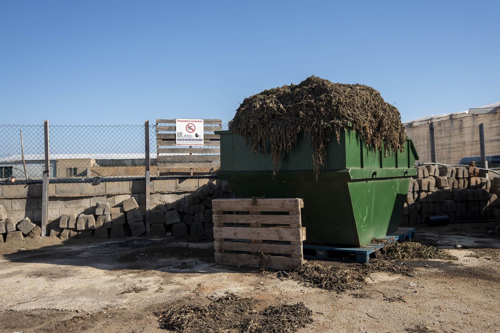 La primavera se planta en invierno entre sandías y tomates almerienses